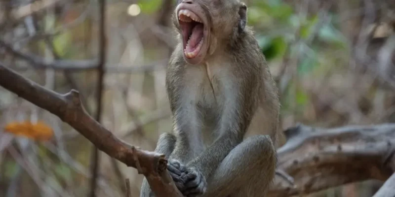 ठाणे में बंदर पर तीर से हमला: वन विभाग की जांच तेज, सख्त कार्रवाई के संकेत 1 ठाणे