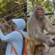 Viral Video