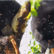 Viral Bear Honey Video