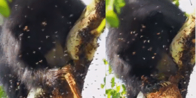 Viral Bear Honey Video