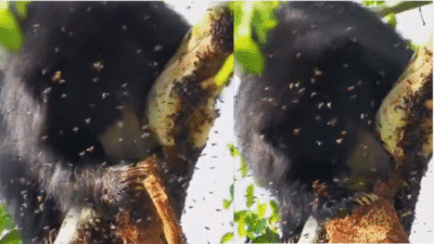 Viral Bear Honey Video