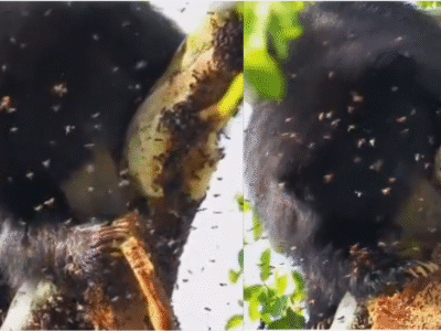 Viral Bear Honey Video