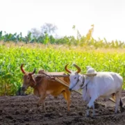 किसानों के लिए फडणवीस सरकार का बड़ा कदम, 4.15 लाख किसानों को मिल सकता है कर्जमाफी का लाभ 20 कर्जमाफी