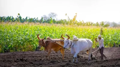 किसानों के लिए फडणवीस सरकार का बड़ा कदम, 4.15 लाख किसानों को मिल सकता है कर्जमाफी का लाभ 30 कर्जमाफी