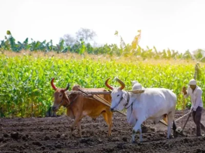 किसानों के लिए फडणवीस सरकार का बड़ा कदम, 4.15 लाख किसानों को मिल सकता है कर्जमाफी का लाभ 2 कर्जमाफी