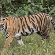 महाराष्ट्र में बाघों का आतंक