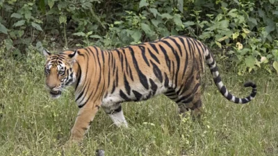 महाराष्ट्र में बाघों का आतंक