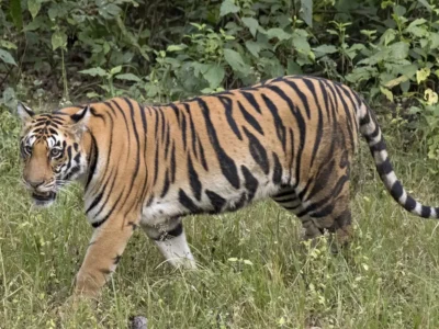 महाराष्ट्र में बाघों का आतंक