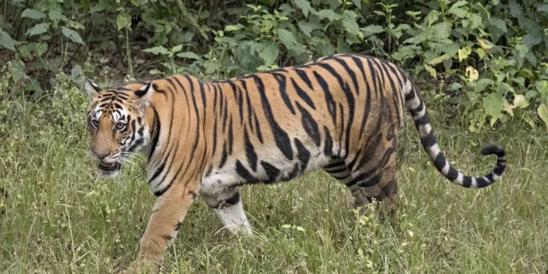 महाराष्ट्र में बाघों का आतंक: खेतों में जाने से डर रहे ग्रामीण, 24 घंटे में दो किसानों की गई जान 1 महाराष्ट्र में बाघों का आतंक